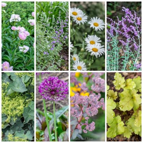 Drought Tolerant Plants 21 Perennials Youll Love Hearth And Vine