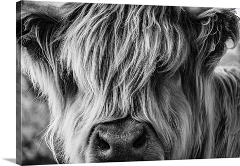 A Very Long-Haired Cow Looks At The Viewer Through Its Hair Wall Art ...