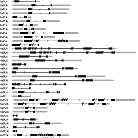 Genomic Organization Of Spl Genes In Soybean Exon Intron Structures Of Download Scientific