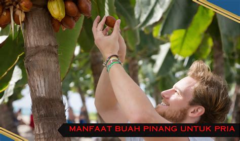 Wow Ini 7 Manfaat Buah Pinang Muda Untuk Pria Agar Lebih Kuat Dan