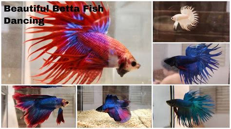 DANCING BEAUTIFUL BETTA FISH MALE Eli Tv YouTube