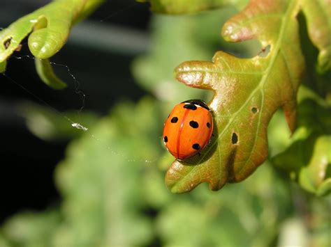 Free Ladybugs Stock Photo - FreeImages.com