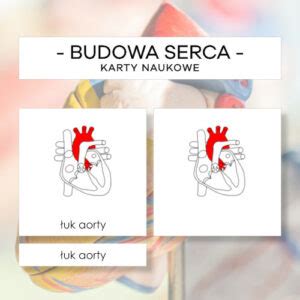 Budowa ogłowia karty naukowe 9 szt Materiały Montessori karty