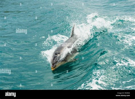 Bottlenose Dolphin Tursiops Species Riding Bow Wave Of A Boat In