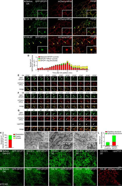 The Er Localized Protein Dfcp Modulates Er Lipid Droplet Contact