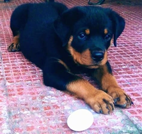 baby rottweiler life expectancy - Delma Truong