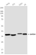 Anti Gapdh Mouse Monoclonal Antibody