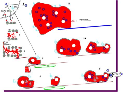 Frontiers Setting Up Shop The Formation And Function Of The Viral