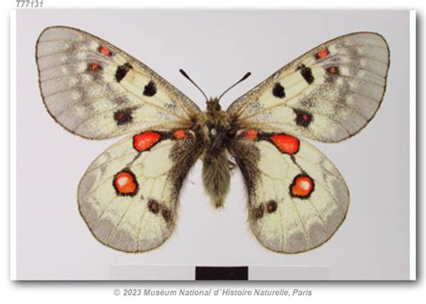 parnassius  sacerdos type specimens