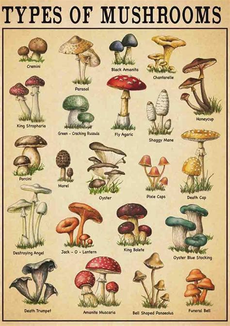 Amazon JIUFOTK Types Of Mushrooms Metal Tin Signs Mushroom