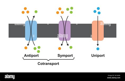 Scientific Designing Of Membrane Transport Systems. (Uniport, Symport ...