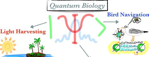 Quantum Biology Unveiling The Quantum Secrets Of Life Civilsdaily