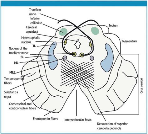 Inferior Cerebellar Peduncle Cross Section