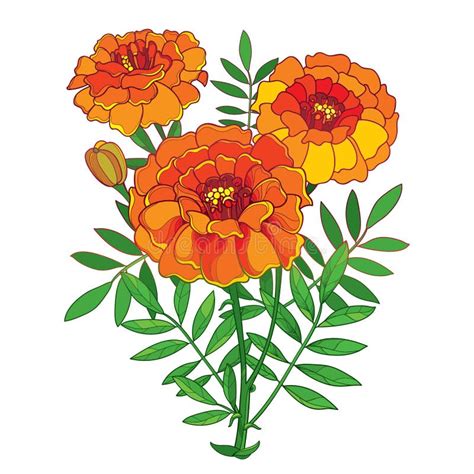 Marigold Flower Stock Illustrations 16066 Marigold Flower Stock