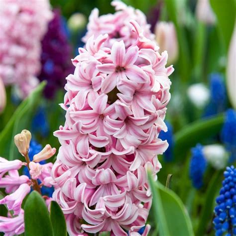 Buy garden hyacinth bulbs Hyacinthus orientalis Fondant: £4.99 Delivery ...