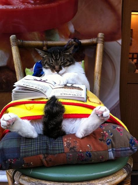 114 best Animals Reading Books images on Pinterest | Librarians ...