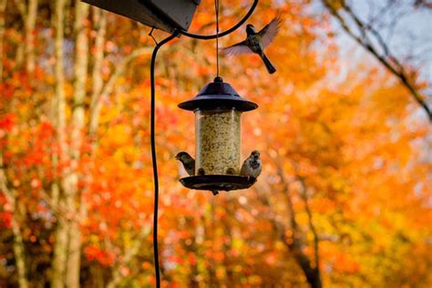 Diy Squirrel Proof Bird Feeder Plans You Can Build Today With