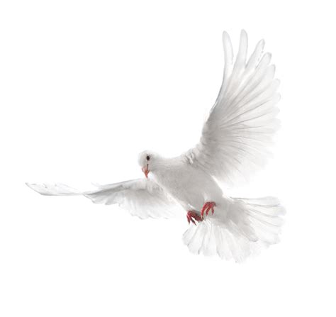 White Flying Pigeon Png Image