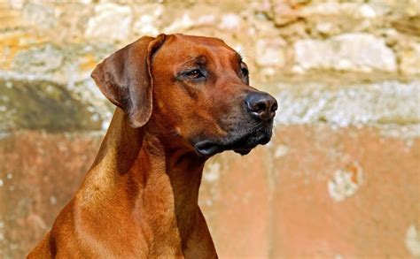 Perro Guardián 10 mejores razas para perros guardianes