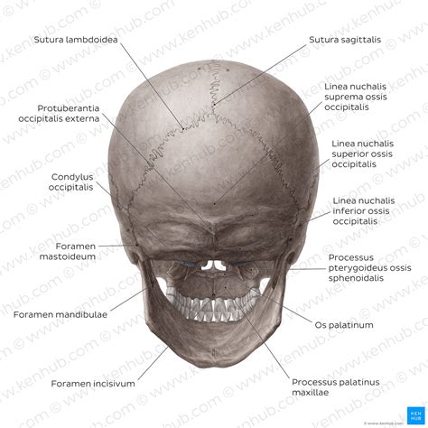 Schädel Anatomie Aufbau Und Schädelknochen Kenhub