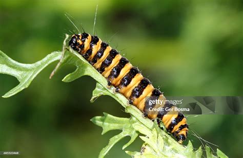 Cinnabar Moth Caterpillar High Res Stock Photo Getty Images