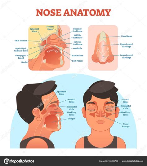 Nose Anatomy Medical Vector Illustration Diagram Stock Vector By