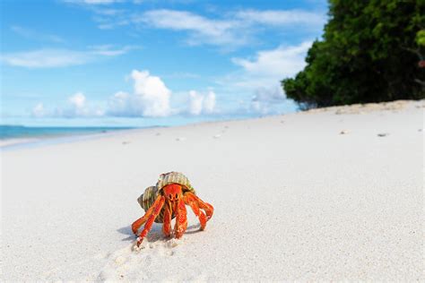 Strawberry Land Hermit Crab On White Sand Beach Maldives Photograph