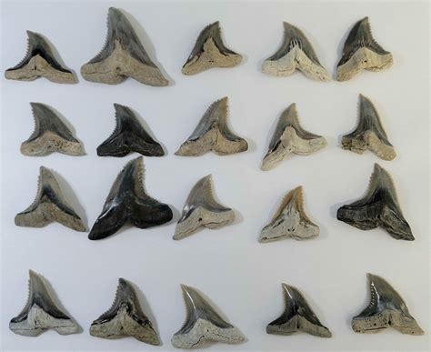 Lot of 20 Snaggletooth Shark (Hemipristis) Teeth - Aurora, NC (#195555) For Sale - FossilEra.com