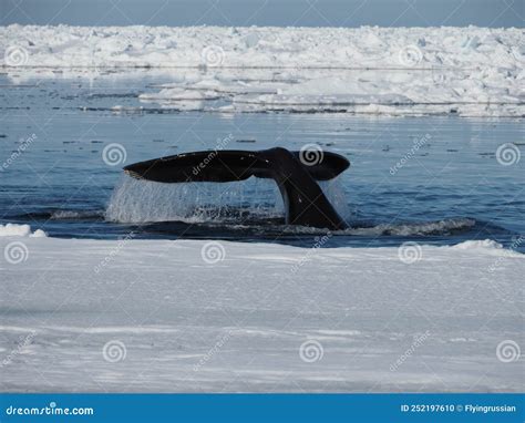 Bowhead Whales Balaena Mysticetus Swimming In The Arctic Of Canada