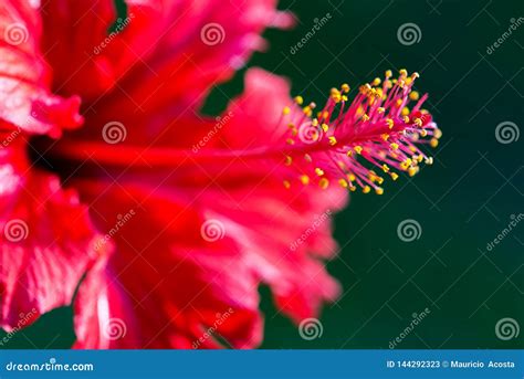 Reproductive System Of The Hibiscus Flower Stock Image Image Of