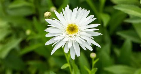 Leucanthemum X Superb Wirral Supreme Garten Margerite Wirral