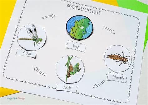 Dragonfly Life Cycle