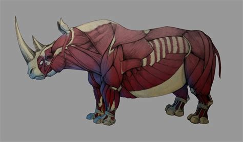 Rhino Anatomy Study Anatomy Study, Anatomy Drawing, Anatomy Art, Animal ...