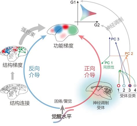 梁智锋组发表关于狨猴脑功能网络梯度及其动态性的研究成果 中国科学院脑科学与智能技术卓越创新中心