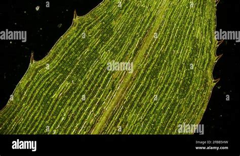 movement of chloroplasts chlorophyll in leaf cells of elodea under ...