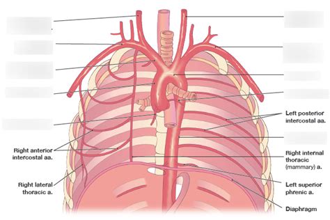 Arteries Of The Thorax Diagram Quizlet