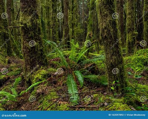 Ferns in the rain forest stock photo. Image of rain - 163597892