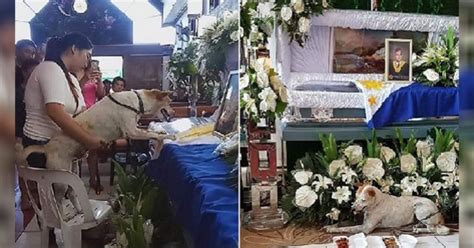 Heartbroken Dog Bid Farewell To A Professor Who Took Care Of Stray Dogs