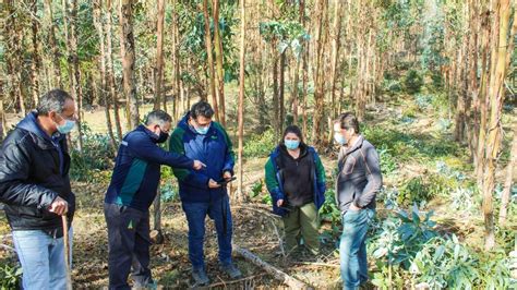 Conaf Avanza En Programa De Manejo Forestal Que Aporta Empleos En