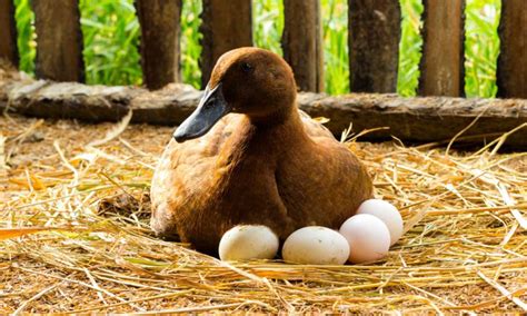 Probiotik Bebek Petelur Tingkatkan Kuantitas Dan Kualitas Telur