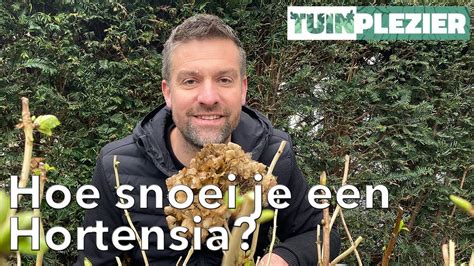 Hoe Snoei Je Een Hortensia TUINPLEZIER YouTube