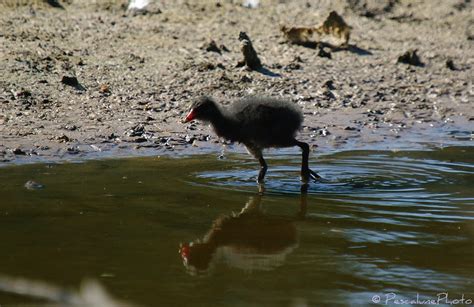 Pescalune Photo Gallinule Poule Deau Gallinula Chloropus Common