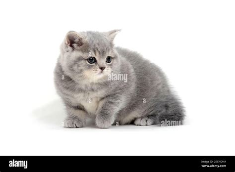 British shorthair kitten sits on a white background Stock Photo - Alamy