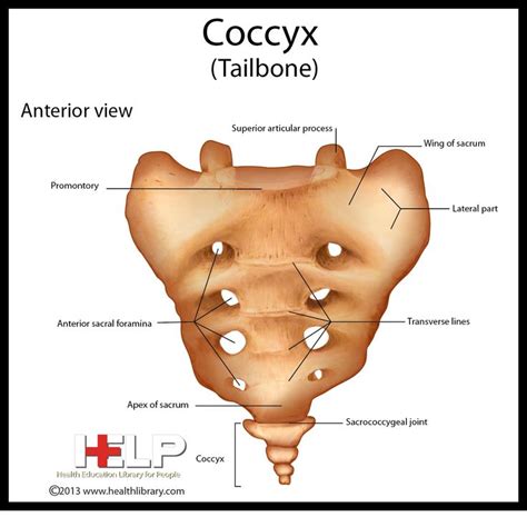 Coccyx | Skeleton anatomy, Health library, Anatomy