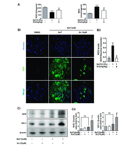 Xn Treatment Alleviated Nat Induced Oxidative Stress A The