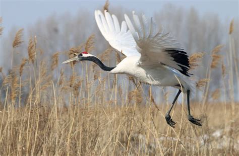 Flying The Red-crowned Crane Bird Stock Image - Image of birds, fields ...