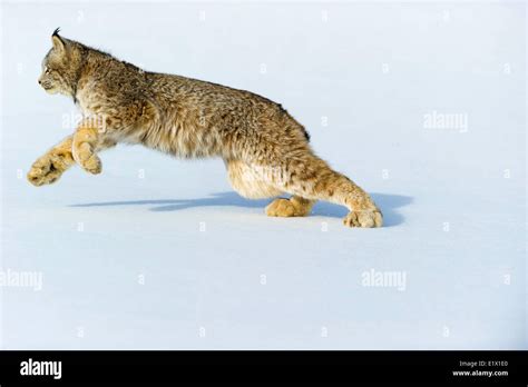 Captive Canadian Lynx Lynx Canadensis Bozeman Montana Usa Stock