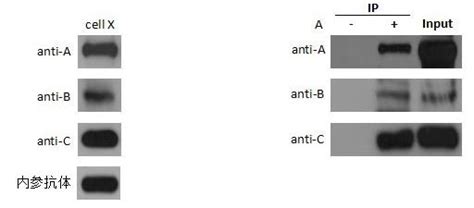 免疫沉淀（ip）技术服务—金开瑞生物