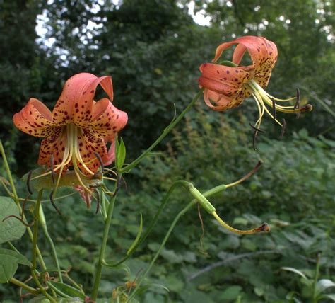 Turks Cap Lily Blooms By The Red Covered Bridge Wildeherb