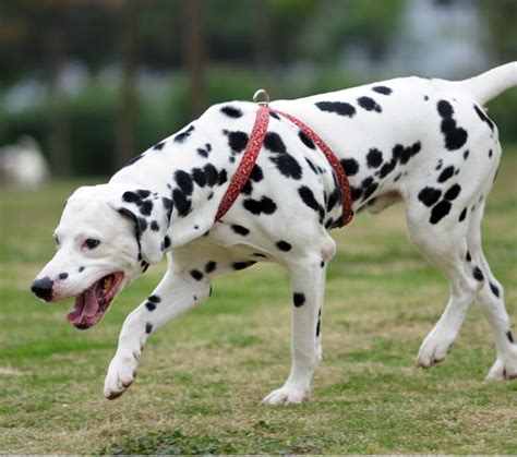 Where Are Dalmatians From Adopt A Pet